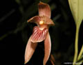 Maxillaria pulla