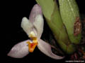 Maxillaria richii