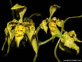 Odontoglossum pardinum