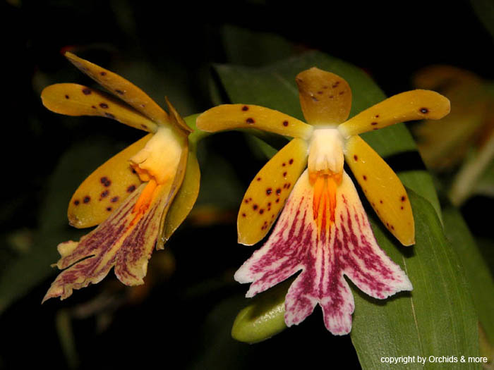 Oerstedella_wallisiii