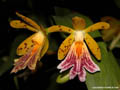 Oerstedella wallisii