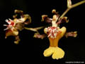 Oncidium dactyliferum