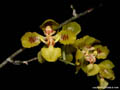 Oncidium fimbriatum
