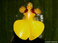 Oncidium harlingii