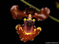 Oncidium zappii