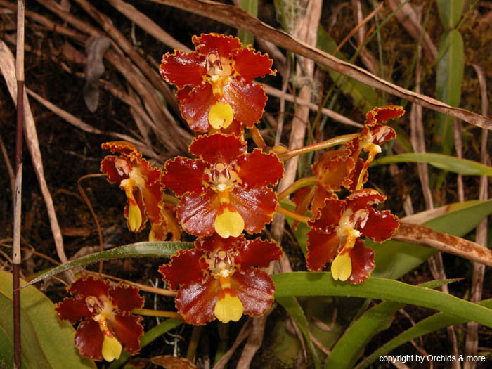 Otoglossum