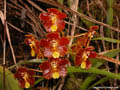 Otoglossum