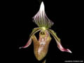 Paphiopedilum fowliei
