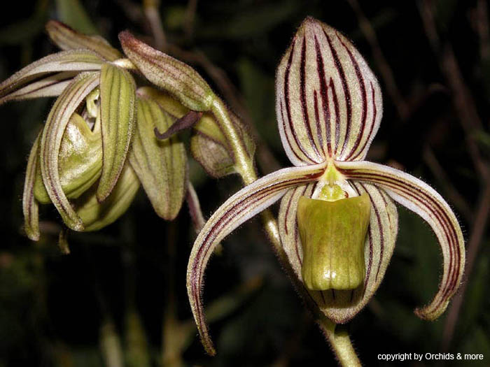 Paphiopedilum_randsii