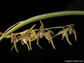 Pleurothallis stenophylla