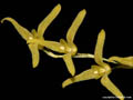 Pleurothallis stenophylla