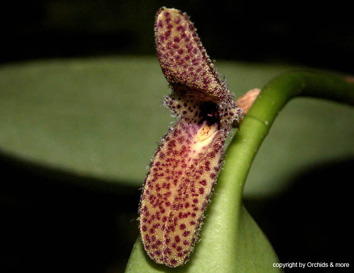 Restrepiella_ophtalmica