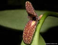 Restrepiella ophtalmica