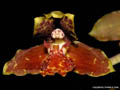 Rudolfiella floribunda