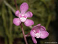 Sarcochilus ceciliae