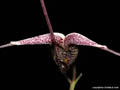 Scaphosepalum gibberosum
