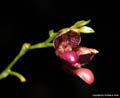 Scaphosepalum pentadactylon