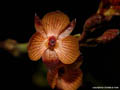 Telipogon venustus