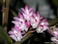 Trichoglottis latisepala