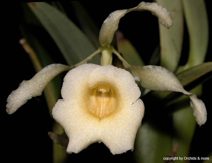 Trichopilia_luteoalba