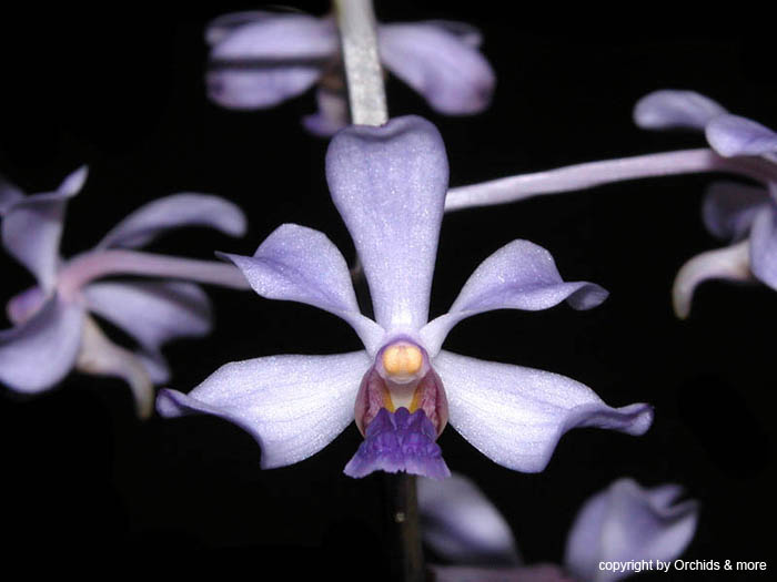 Vanda_coerulescens