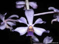 Vanda coerulescens