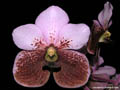 Vanda sanderiana