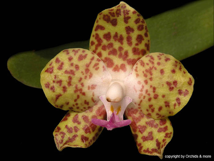 Vandopsis_parishii