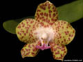 Vandopsis parishii