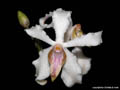Vandopsis undulata