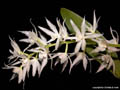 Warmingia eugenii