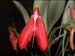 Masdevallia_exaltata