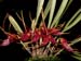 Masdevallia_roseola