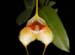 Masdevallia_strobelii2
