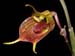 Masdevallia_torta
