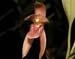 Maxillaria_pulla