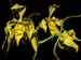 Odontoglossum_pardinum