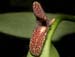 Restrepiella_ophtalmica