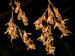 Scelochilus pacensium