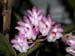 Trichoglottis latisepala