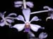 Vanda_coerulescens