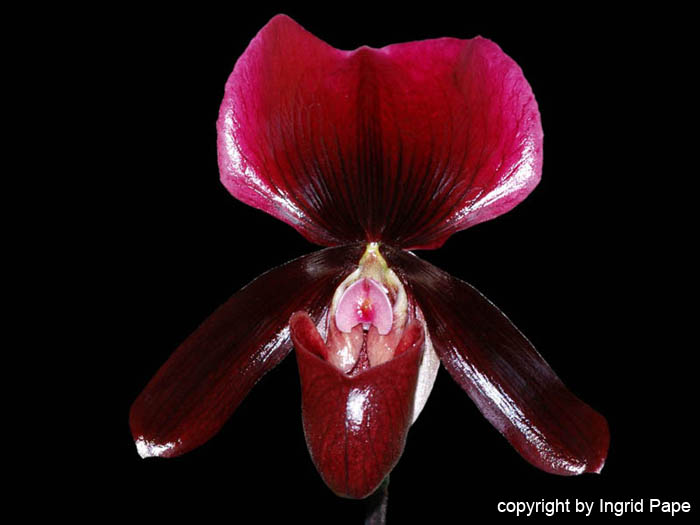 Paphiopedilum_charlesworthii_x_Warden