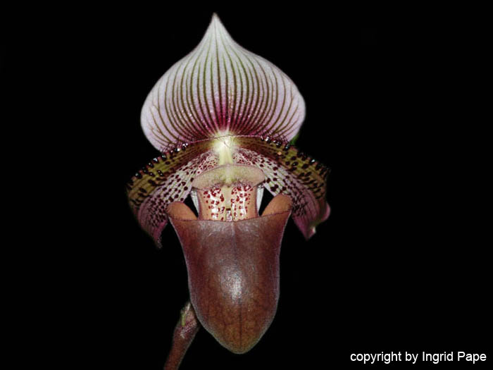 Paphiopedilum_ciliolare