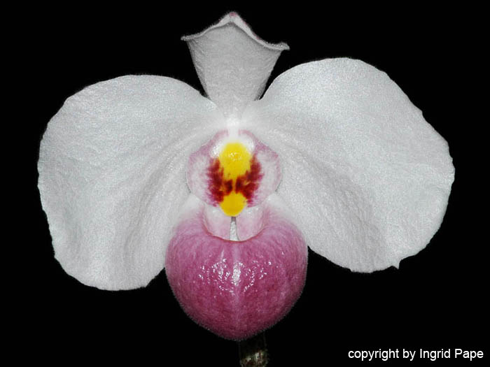 Paphiopedilum_delenatii