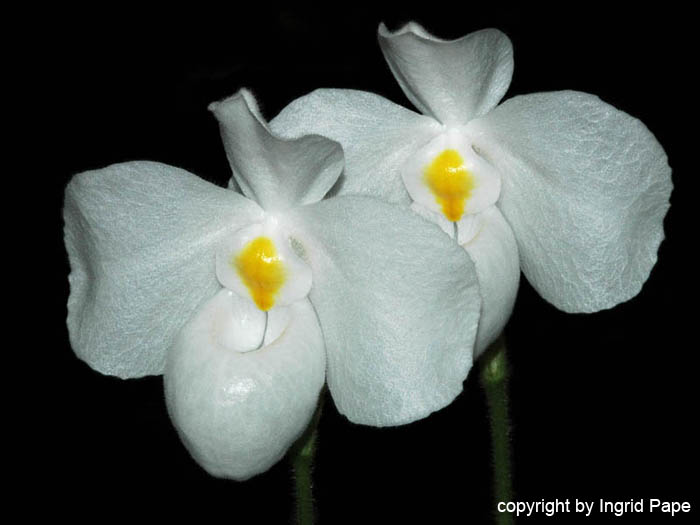 Paphiopedilum_delenatii_alba