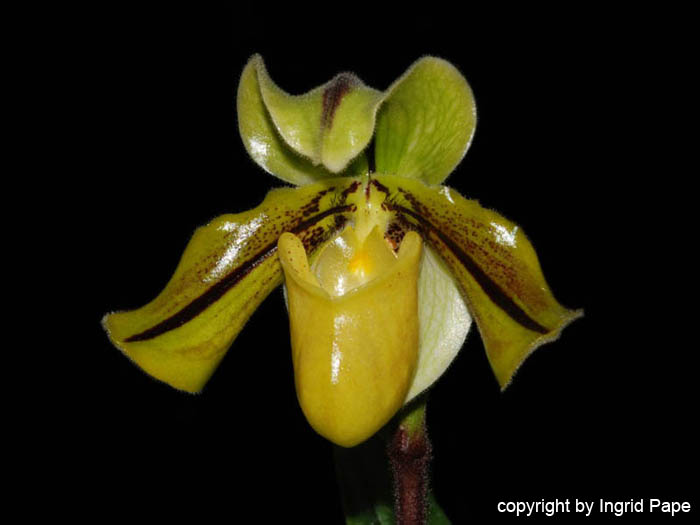 Paphiopedilum_druryi