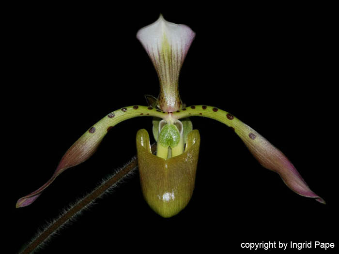 Paphiopedilum_haynaldianum