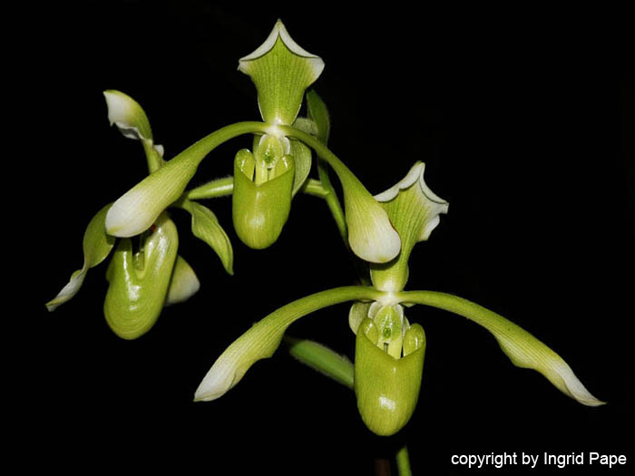 Paphiopedilum_haynaldianum_alba