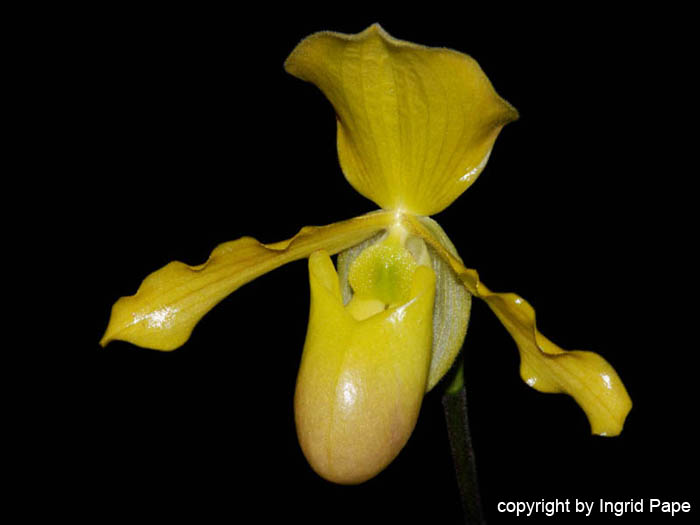 Paphiopedilum_helenae_x_primulinum