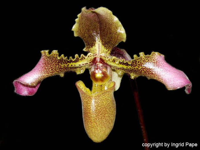 Paphiopedilum_hirsutissimum_var_chiuwarnum